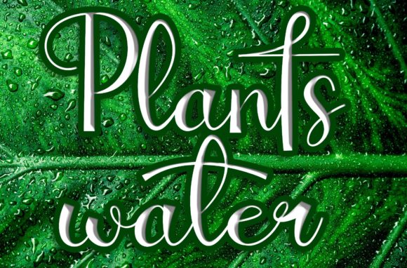Plantswater: A Beautiful Script Font for Business